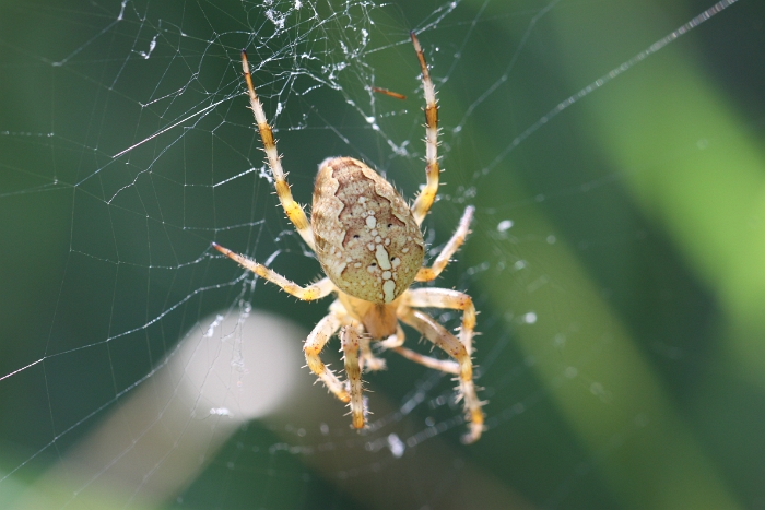 Macro chalet aout 2010 - 117